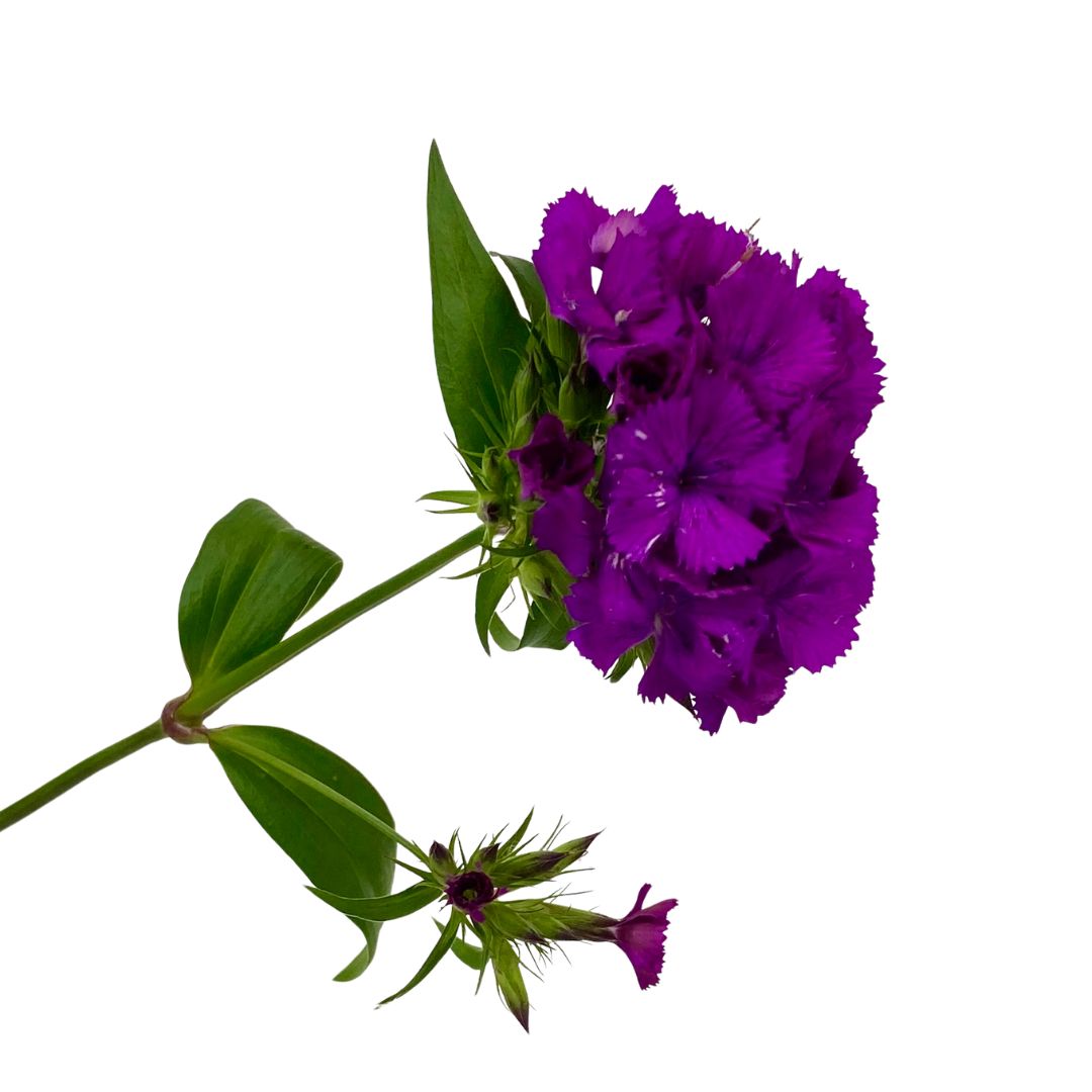(image for) Dianthus