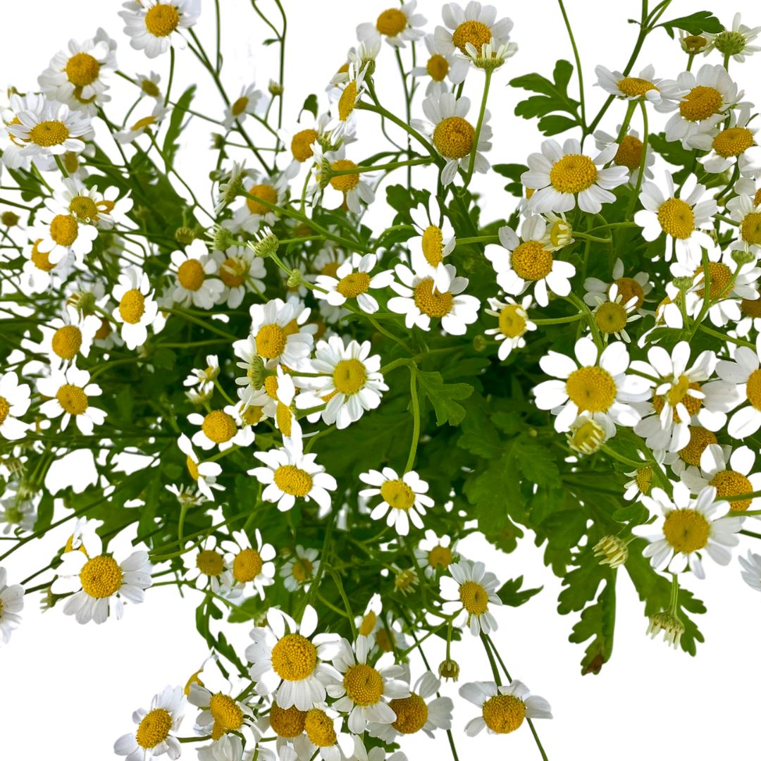 (image for) Feverfew