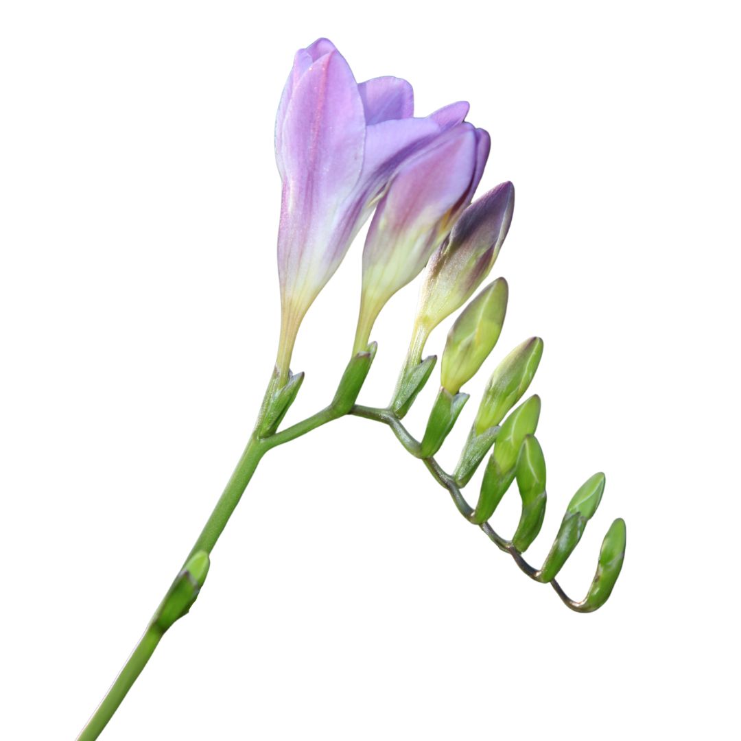 (image for) Freesia