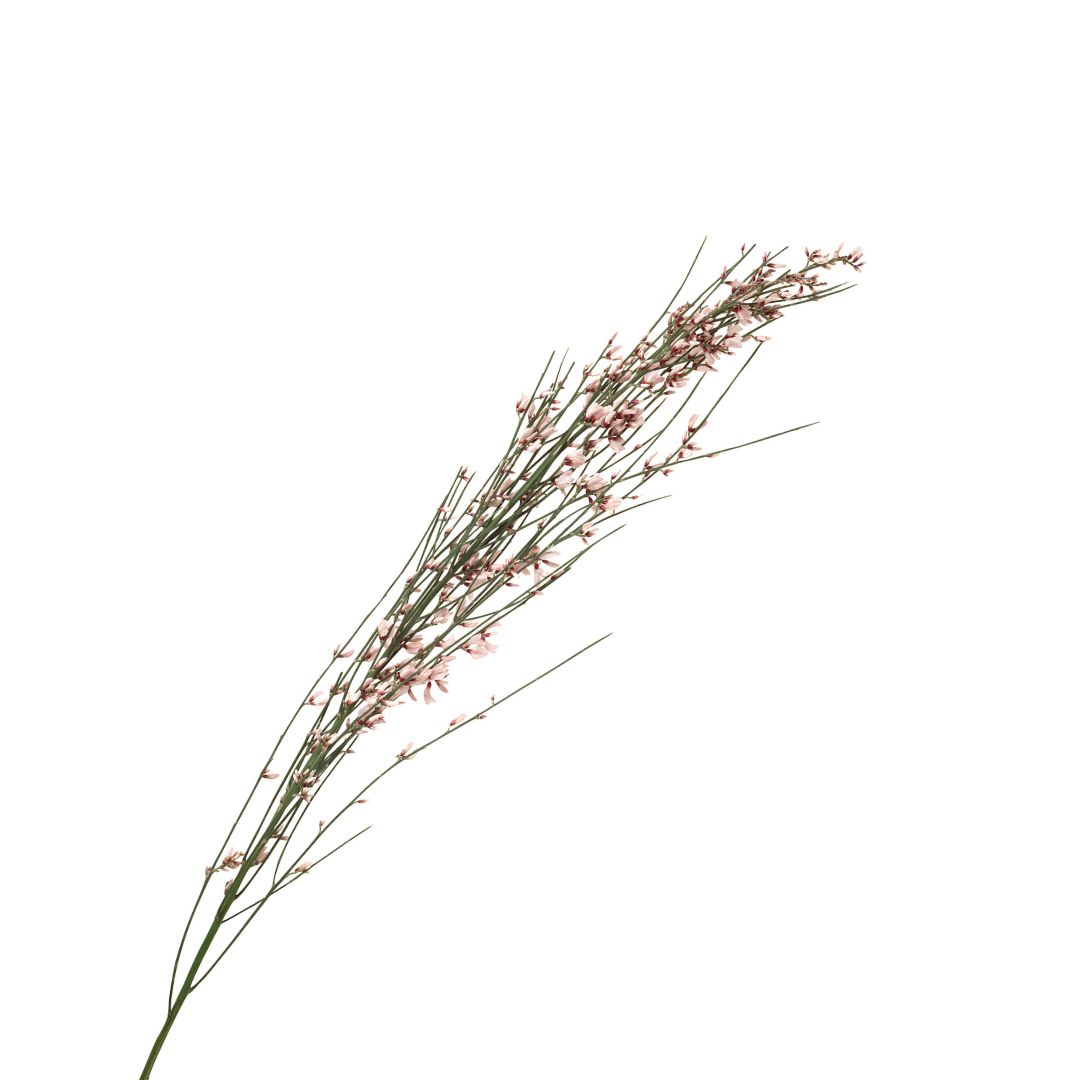 (image for) Genista