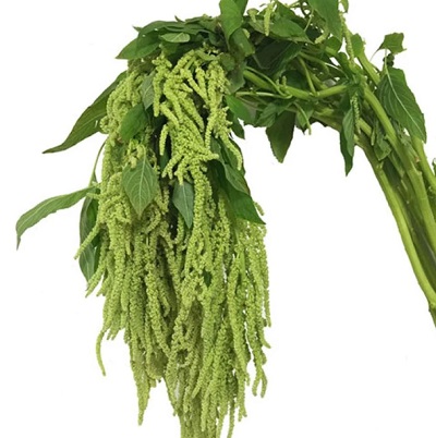 Amaranthus