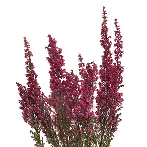 (image for) Heather