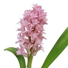 Hyacinth - Light Pink