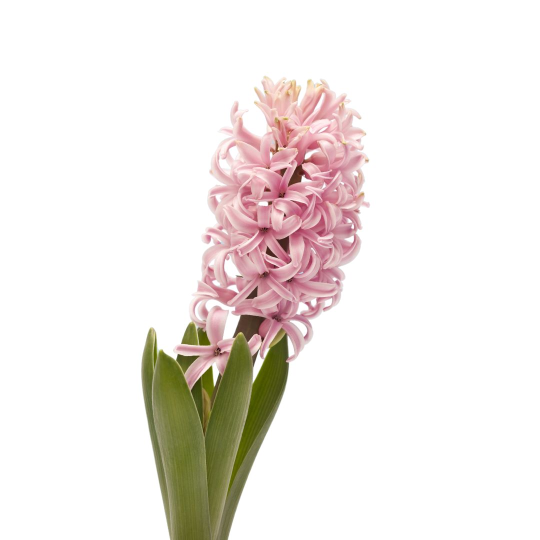 (image for) Hyacinth