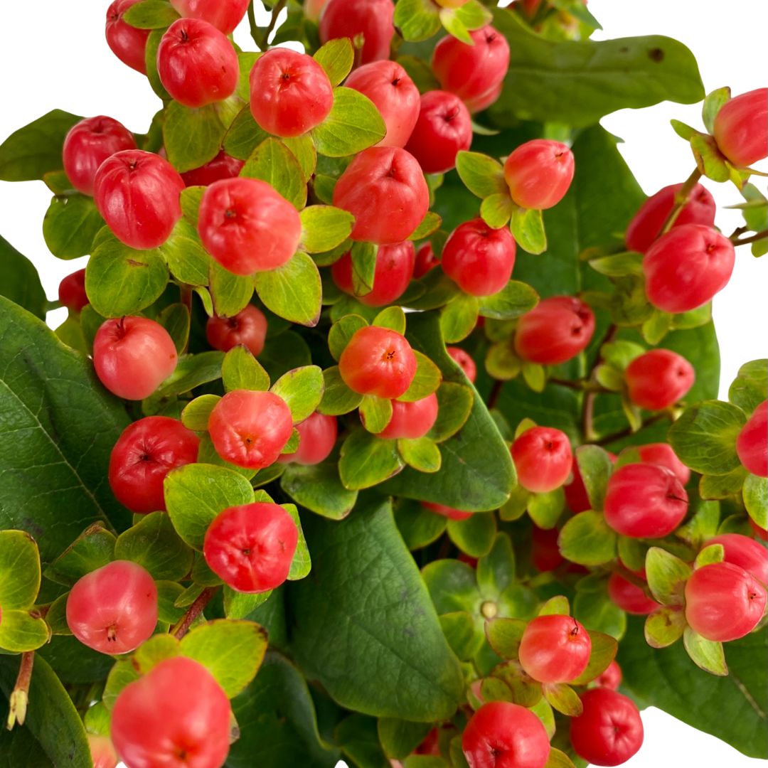 (image for) Hypericum