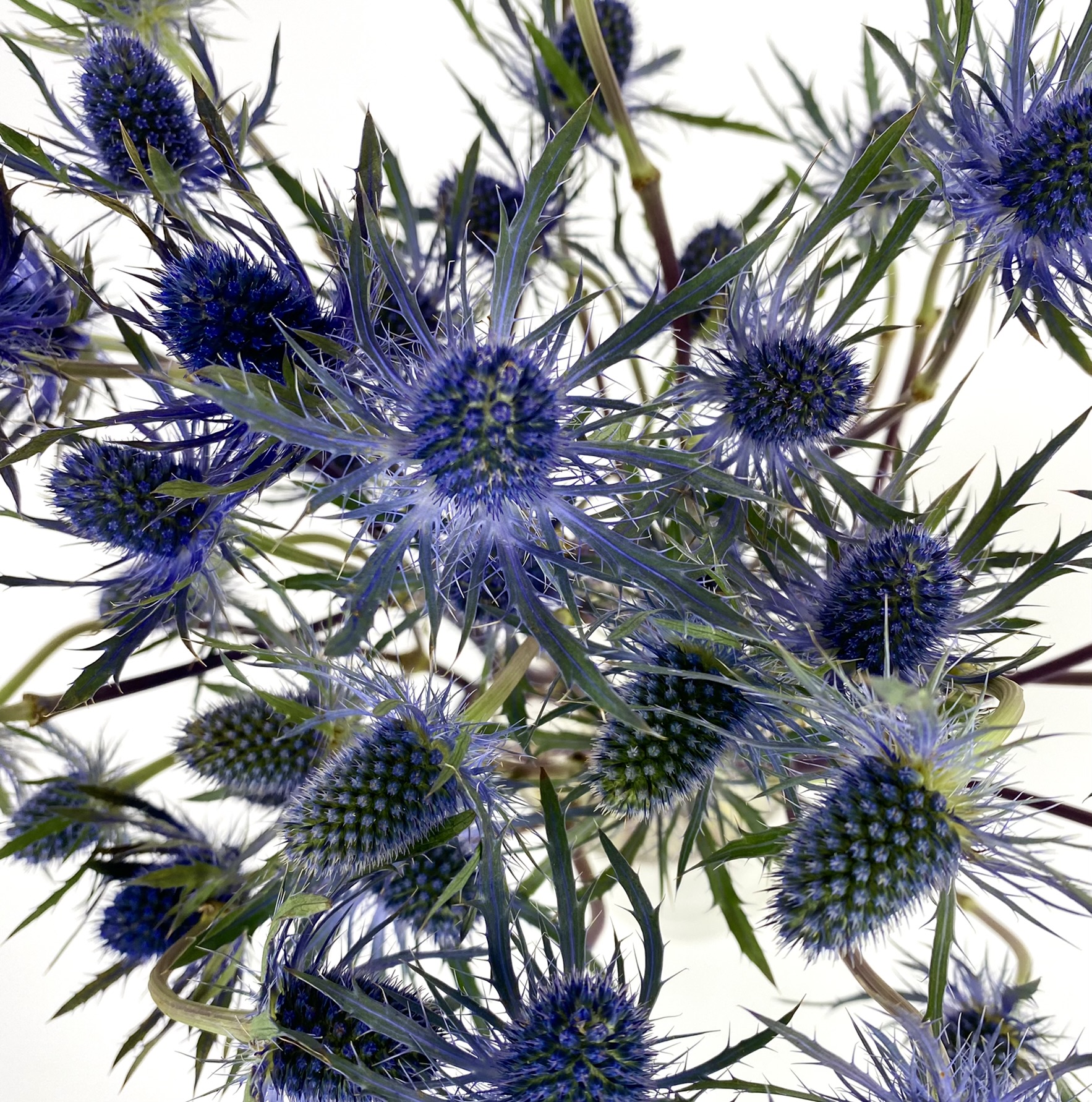 (image for) Eryngium - Sea Holly