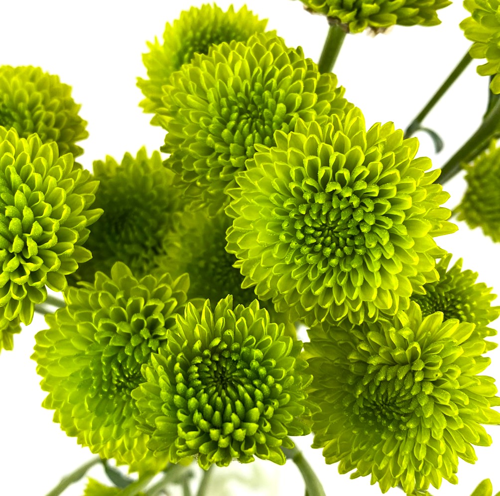 (image for) Kermit Poms
