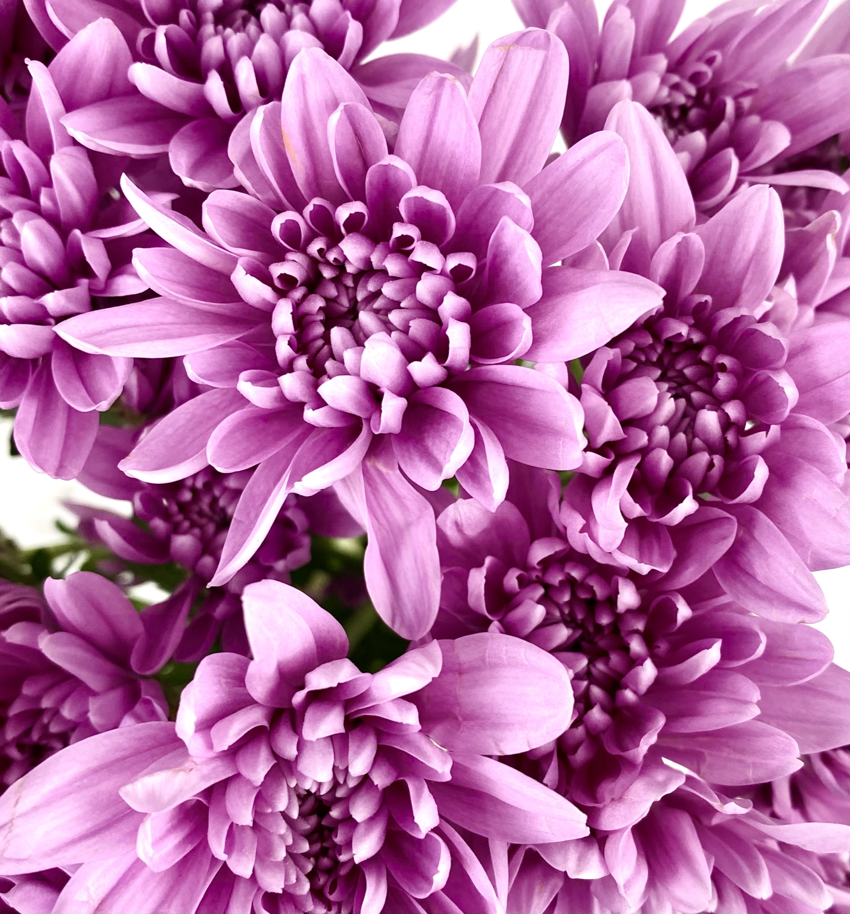 (image for) Daisies, Kermits and Poms