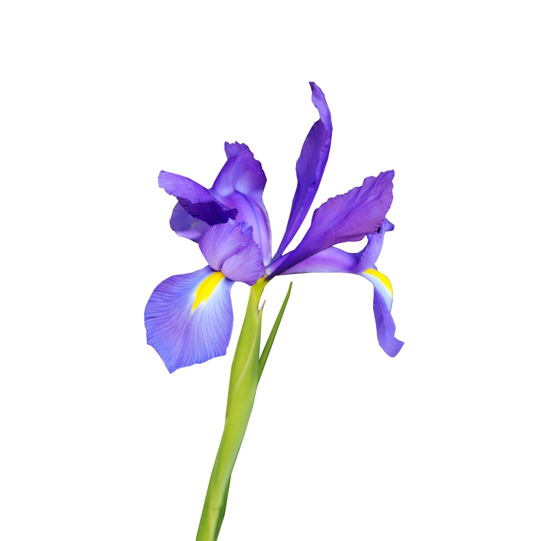 (image for) Iris