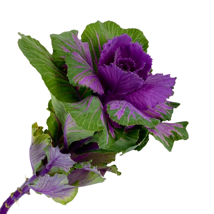 (image for) Kale