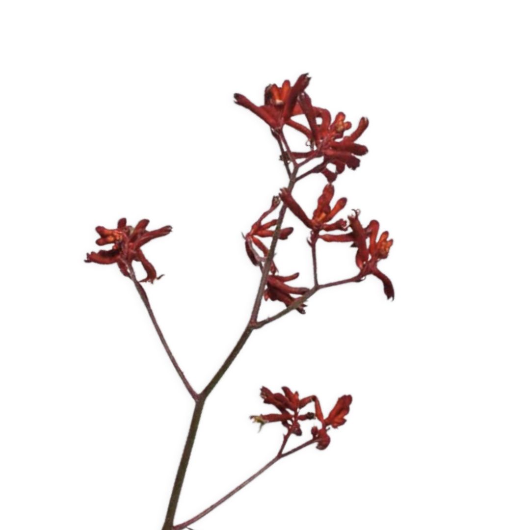 (image for) Kangaroo Paws