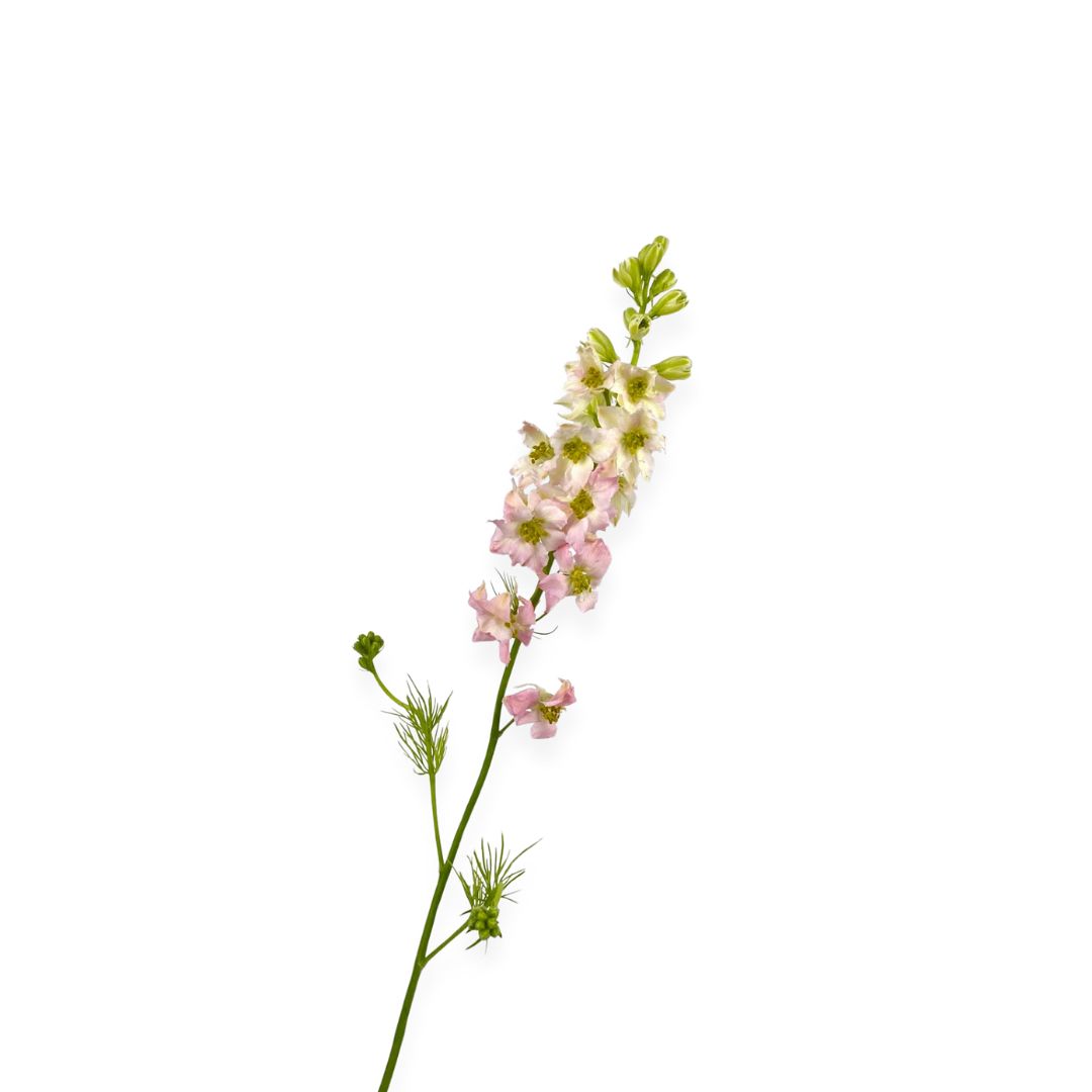 (image for) Larkspur
