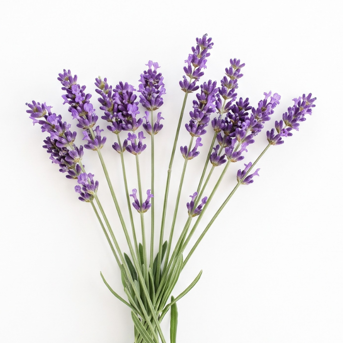 (image for) Lavender