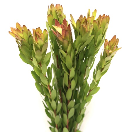 (image for) Leucadendron