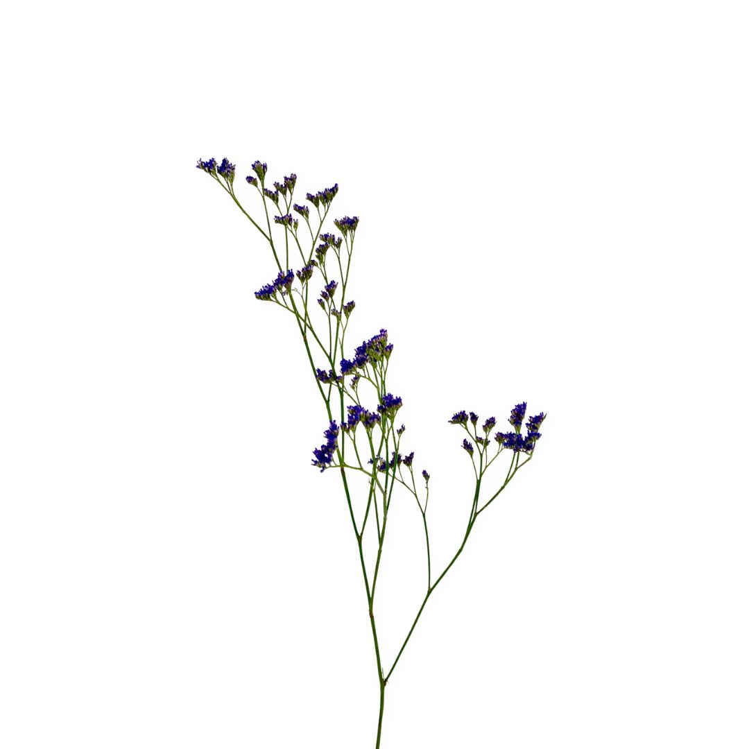 (image for) Limonium (Latifolium)