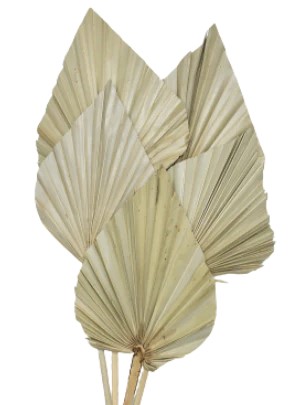Whs Palm Spear - Natural 5 pc/Bunch