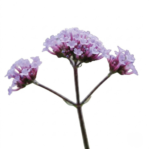 (image for) Whs Verbena - Bu