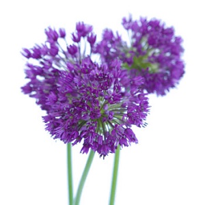 Allium - Purple