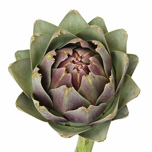 Artichoke - Florist Quality