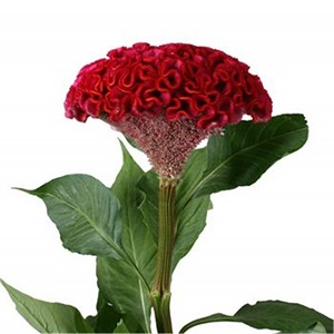 Celosia