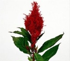 Celosia Plumed - Red