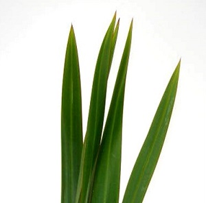 Flax Foliage - Green