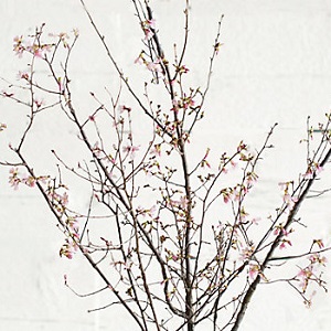 Cherry Blossom Branches - 4'
