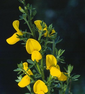 Genista - Yellow