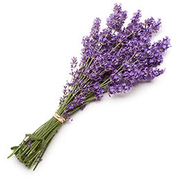 Lavender - Fresh