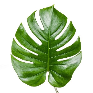 Monstera Leaves - Assorted Size