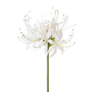 Nerine Lily - White