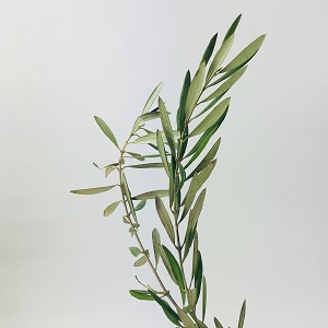 Olive Foliage