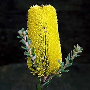 Protea Banksia - Yellow