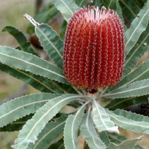 Protea Banksia - Red