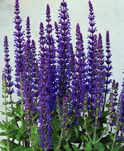 Salvia - Purple