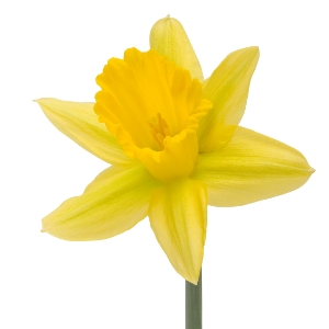 (image for) Daffodils