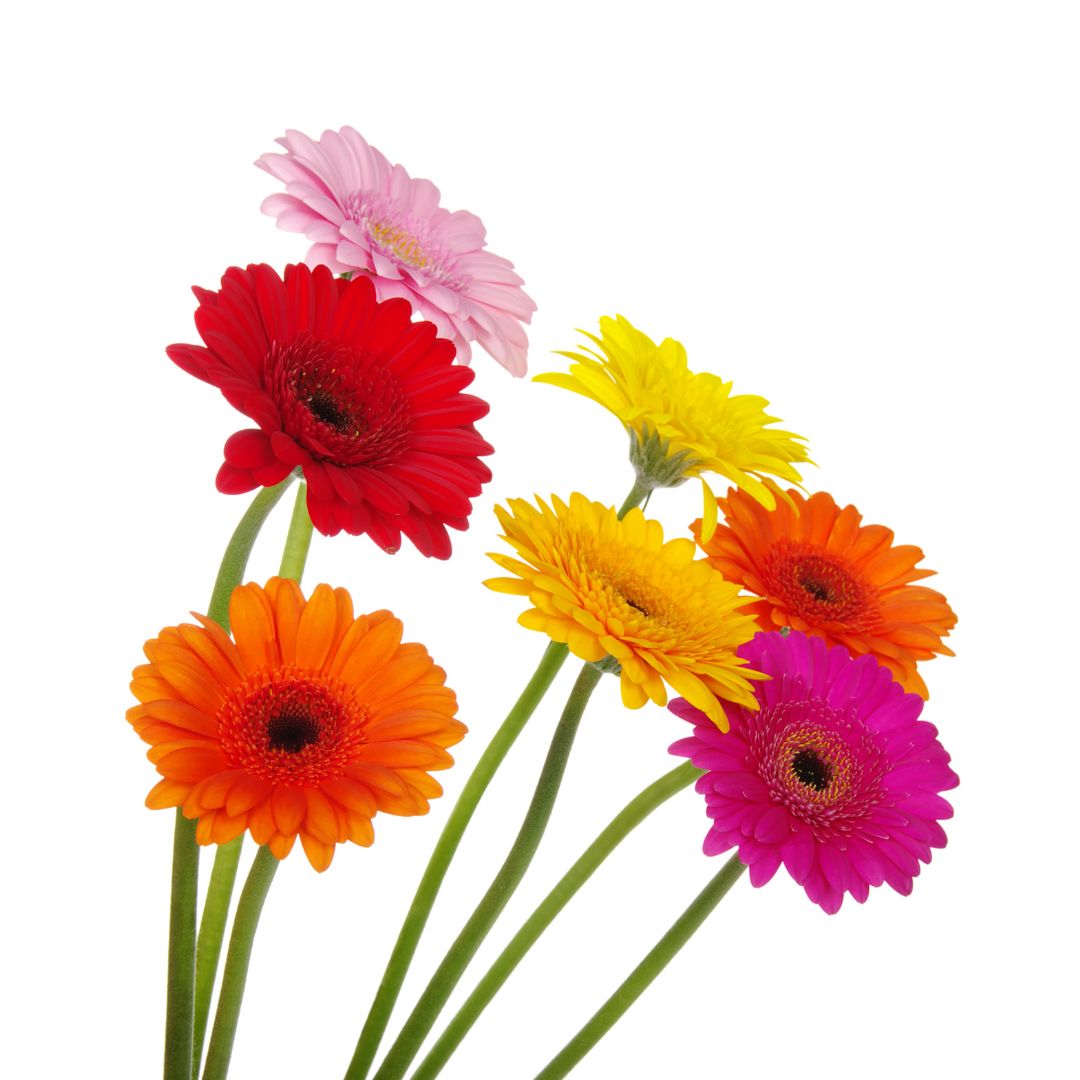 (image for) Gerberas