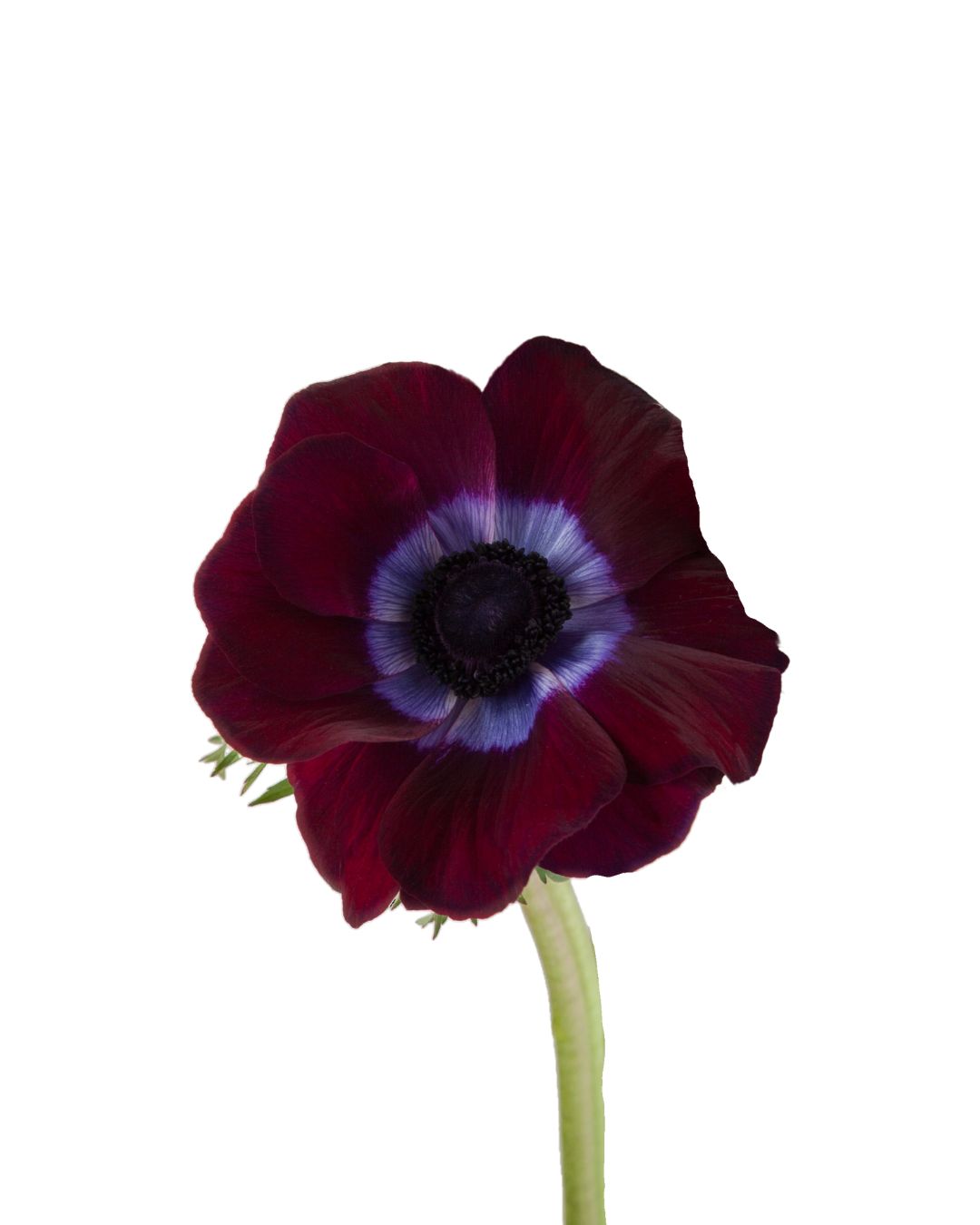 Anemone - Burgundy