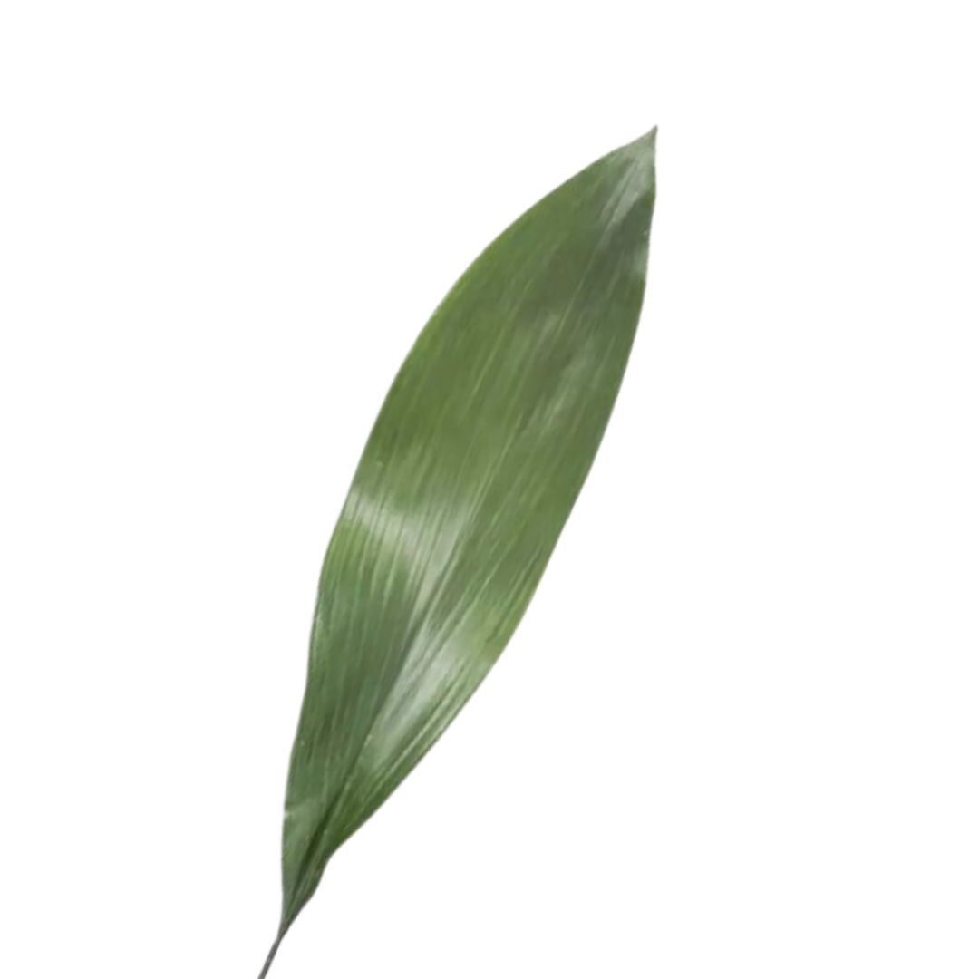 Aspidistra - Green