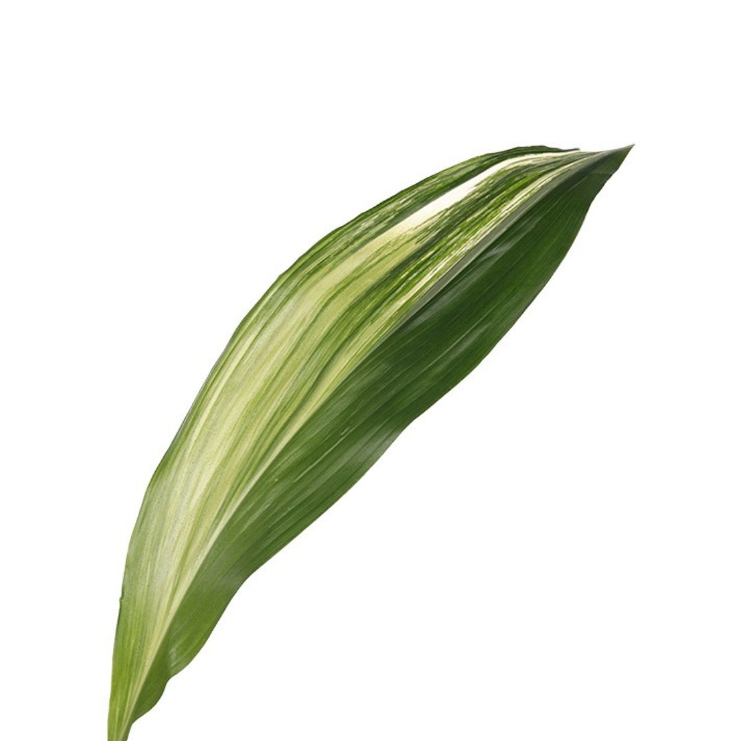 Aspidistra - Variegated