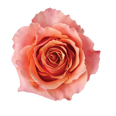 Rose - Carpediem 40cm