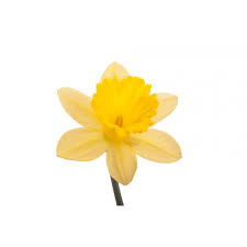 Daffodils - Click Image to Close