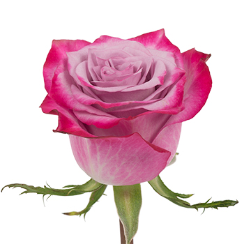 Rose - Deep Purple 50cm - $51.43 : Reno Wholesale Flowers, Flower ...