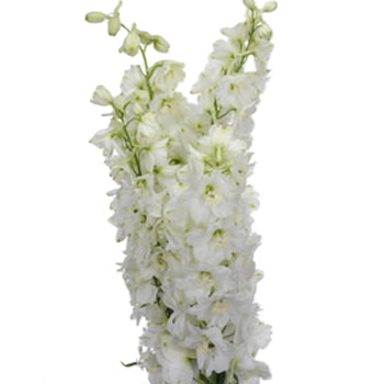 Hybrid Delphinium - White