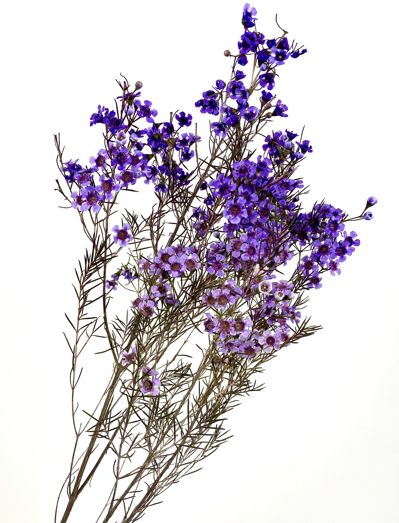 Waxflower - Purple Dyed