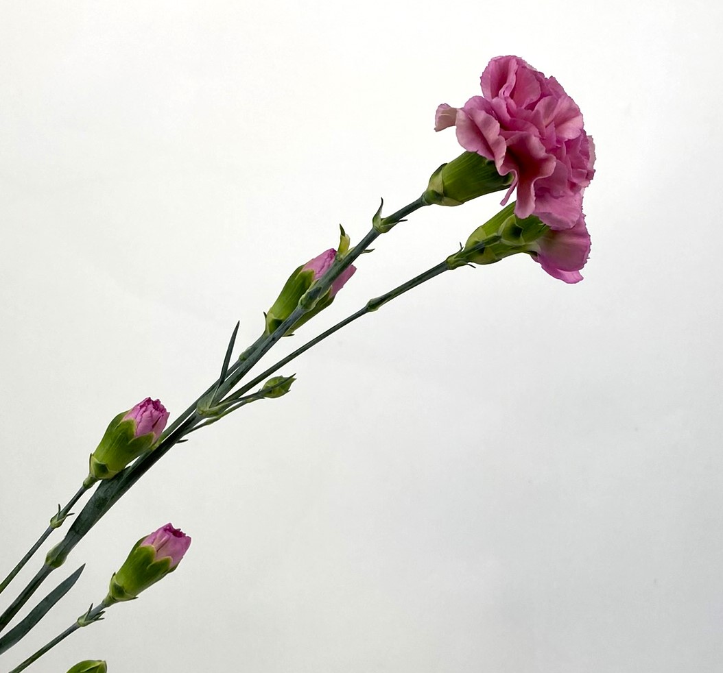 Mini Carnations - Mauve