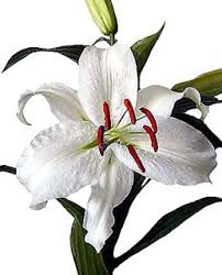 Oriental Lily - Siberia - White