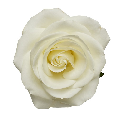 Rose - Tibet 50cm