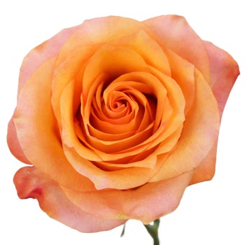 Rose - Twilight 40cm