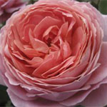 Garden Rose - Romantik Antike